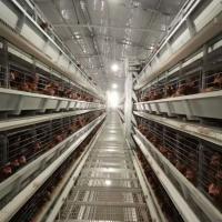 2000 types cage ISO9001 43 x 60 x 41 cm des oiseaux H de poulet de viande de grilleur