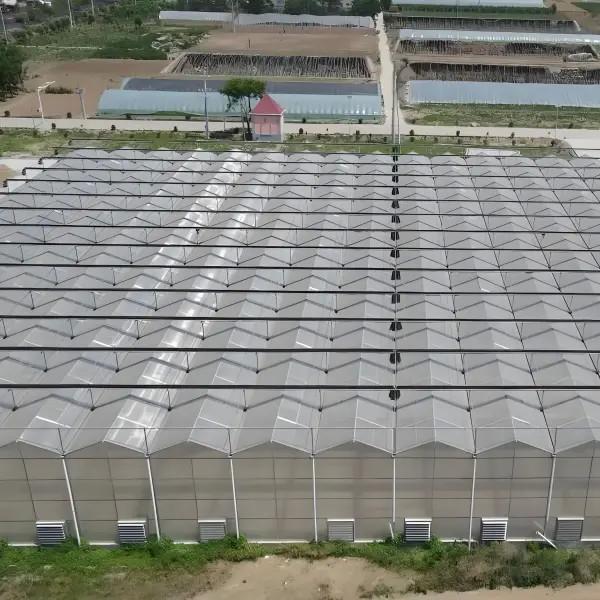 UV-Resistant PC Sheet Venlo-Type Greenhouse Equipped with Ebb-and-Flow Seedbeds and Humidity Regulation Systems