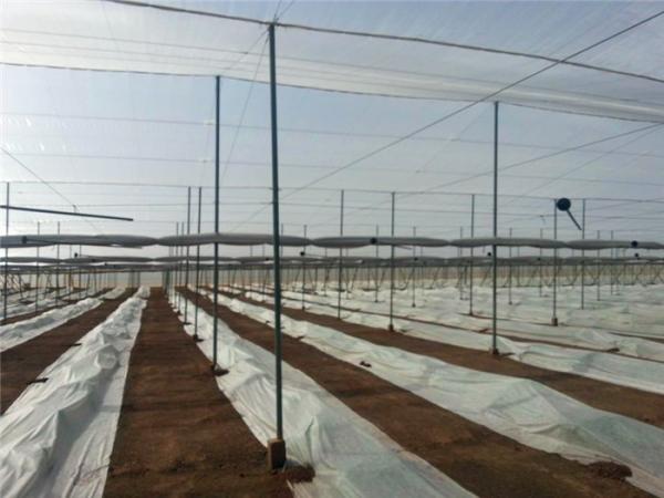 Farm Solution Nets, Crop Solution Netting, 30Mesh, 40Mesh, 50Mesh, Anti Insect Netting