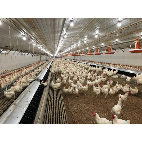 Commercial Steel Structure Prefab Chicken Broiler Poultry Farm Building