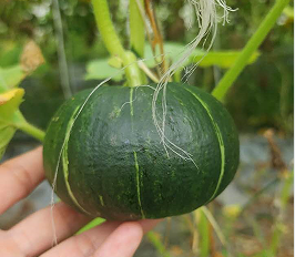 Beili Early Maturity High Yield Pumpkin Vegetable Seeds With Excellent Branching PU10