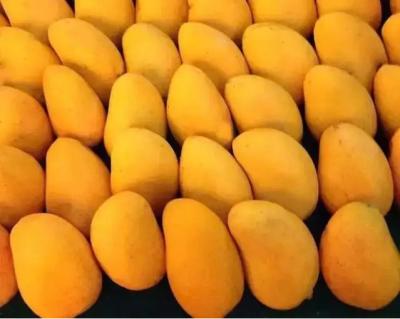Linha de produção de alta capacidade automático do doce do fruto da manga