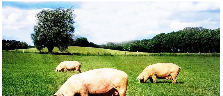 Краска ДОСТИГАЕМОСТИ 500ml животная отмечать для цвета коровы русого