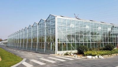 4mm Toughened Glass for  Vegetable Plants Growing Greenhouse and Garden Glass House