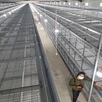 O equipamento das aves domésticas personalizou a multi gaiola de Chick Cage Multi Broiler Chicken do bebê do estilo
