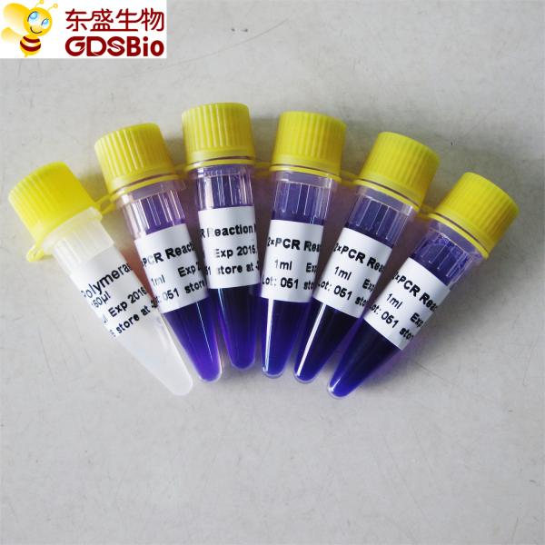 PCR Kit PCR Master Mix #P3012 5ml