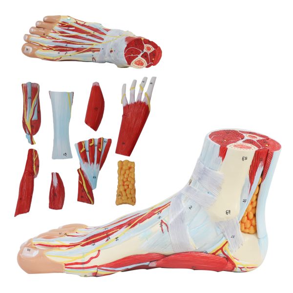 Life size Anotomy Didactic Research Medical School Campus Hospital Rehabilitation Treatment After Surgery Foot Ankle Model