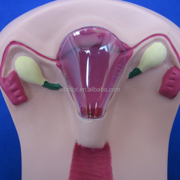 PVC IUD Contraception Simulator The Ideal Teaching Tool for Family Planning