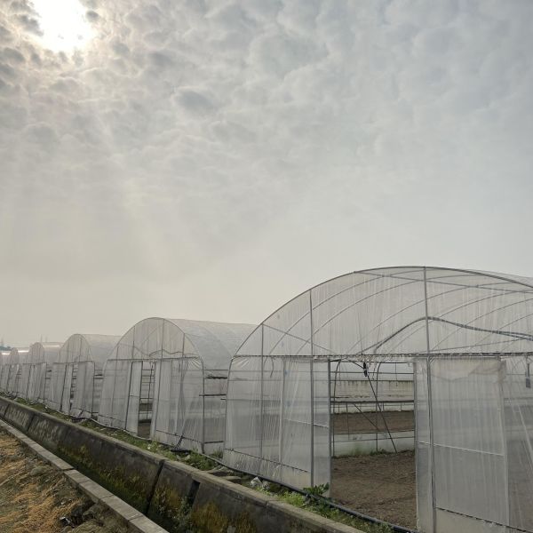 Large Tunnel Ground Polyethylene Film Greenhouse Customized For Tomato