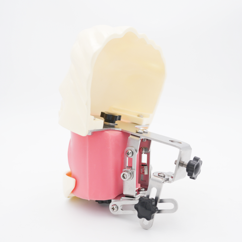 Advanced Oral Phantom Head Dental Teaching Head Model Dental School Desktop Practice Dental Training Simulator