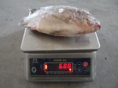 High quality Frozen Gutted Scaled Tilapia whole round with competitive price