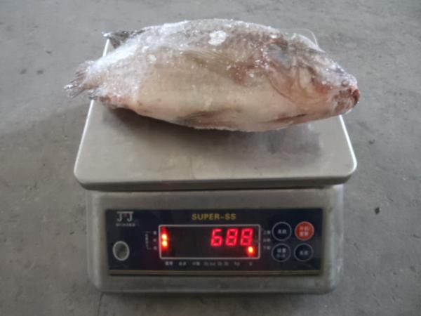 High quality Frozen Gutted Scaled Tilapia whole round with competitive price