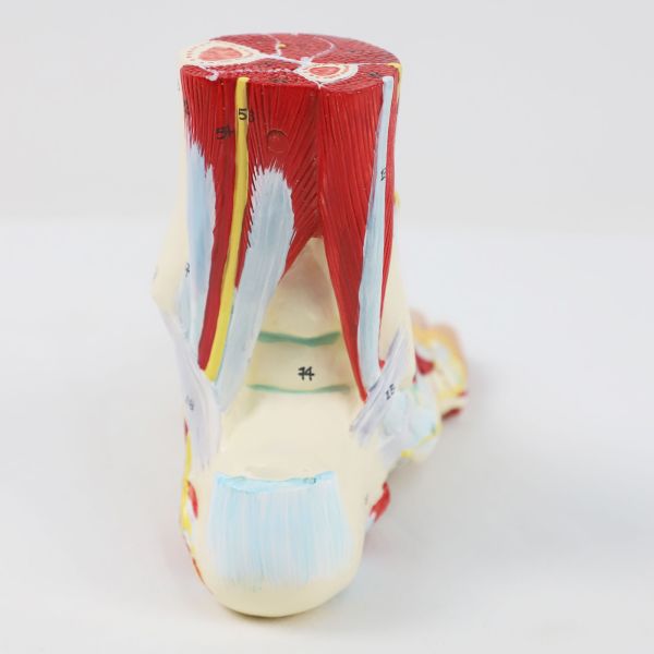 Life size Anotomy Didactic Research Medical School Campus Hospital Rehabilitation Treatment After Surgery Foot Ankle Model