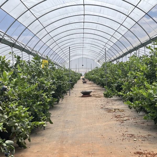 Water Pipe Tunnel Greenhouse for Agriculture and Vegetables in Greenhouse Farming