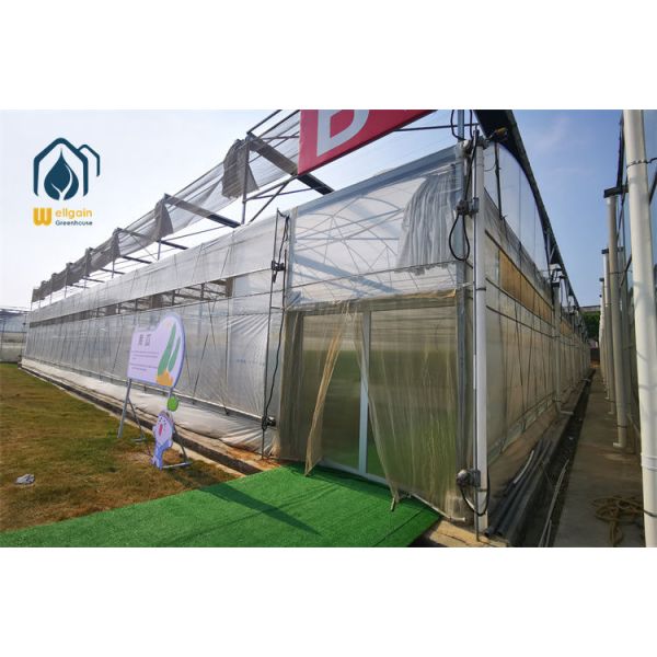 Winter Ready Multi Span Greenhouse with Thermal Insulation and Frost Protection Design...