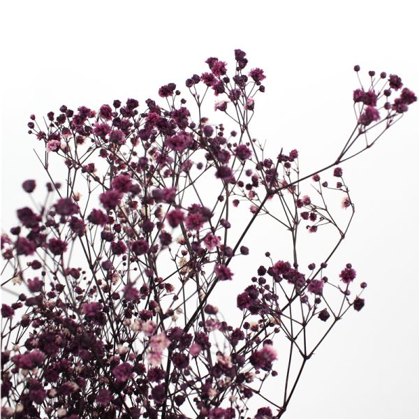 Eternal Beautiful Dried Flowers Baby Breath For Celebration Activities