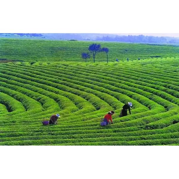 Hunan Dark Tea Anti Constipation Tea To Drink For Health , Anhua Dark Tea