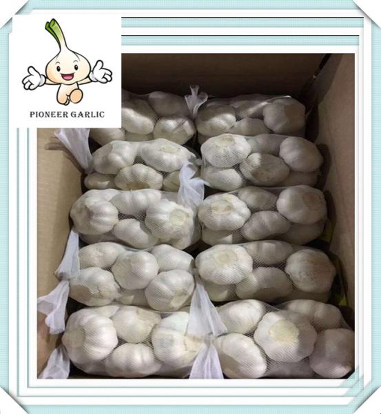 New Crop Garlic Fresh Garlic For Wholesale Grade A quality fresh garlic