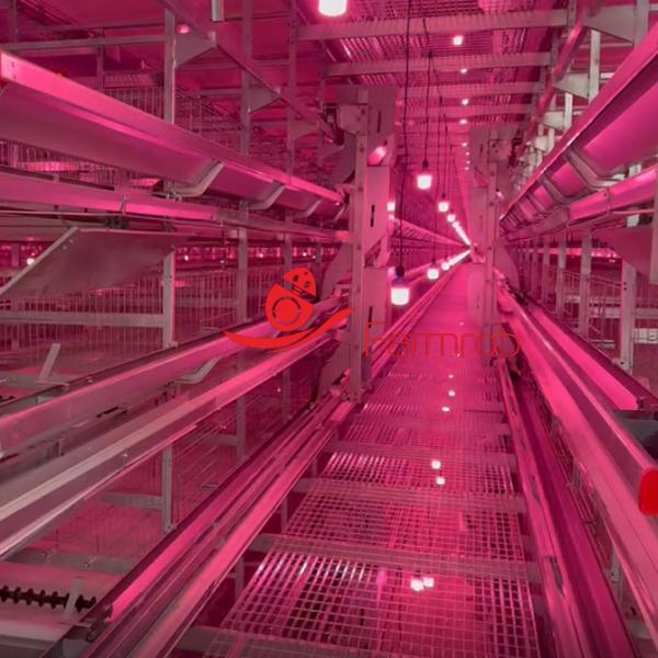 Efficient Layer Chicken Cage System 275g/m² Zinc Cage Farm