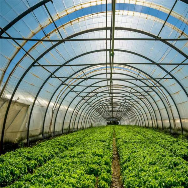 Large Single Layer Film Tunnel Greenhouse for Year-Round Cultivation Currency US