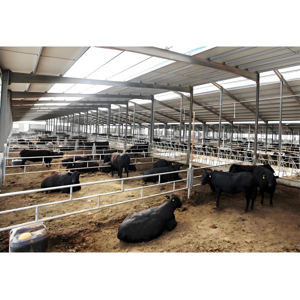 ISO1461 Steel Structure Poultry House 50 - 100mm Panel Steel Cattle Buildings