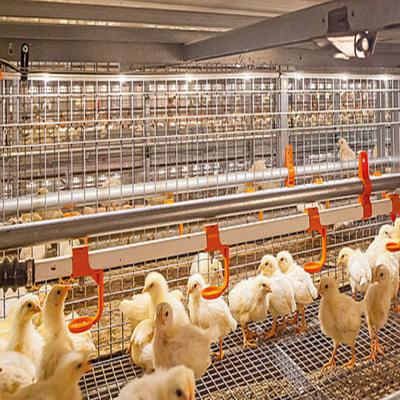 Cuadro de acero galvanizado, tornillos de casita de pollo, conexión, estructura de acero, corral de aves de corral