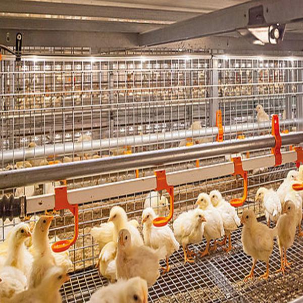 Steel Frame Chicken House Prefabricated Poultry Building Q235 Q345B