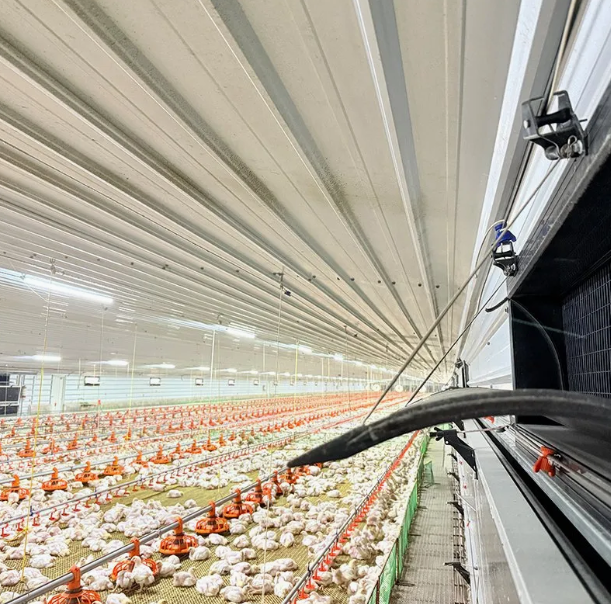 Broiler Farming Floor Raising System with Automatic Feeding Pans and Corrosion-Resistant Nipple Drinkers for Humidity Control