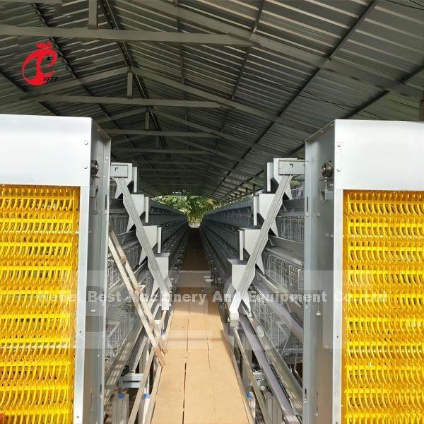 Automatic Chicken Cage Automatic Feeding System Used In Poultry Chicken Farm Mia