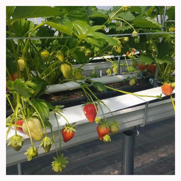 Vertical Strawberry Growing Trough with Galvanized Steel Plate and Drip Irrigation System for Customizable Hydroponic Cultivation