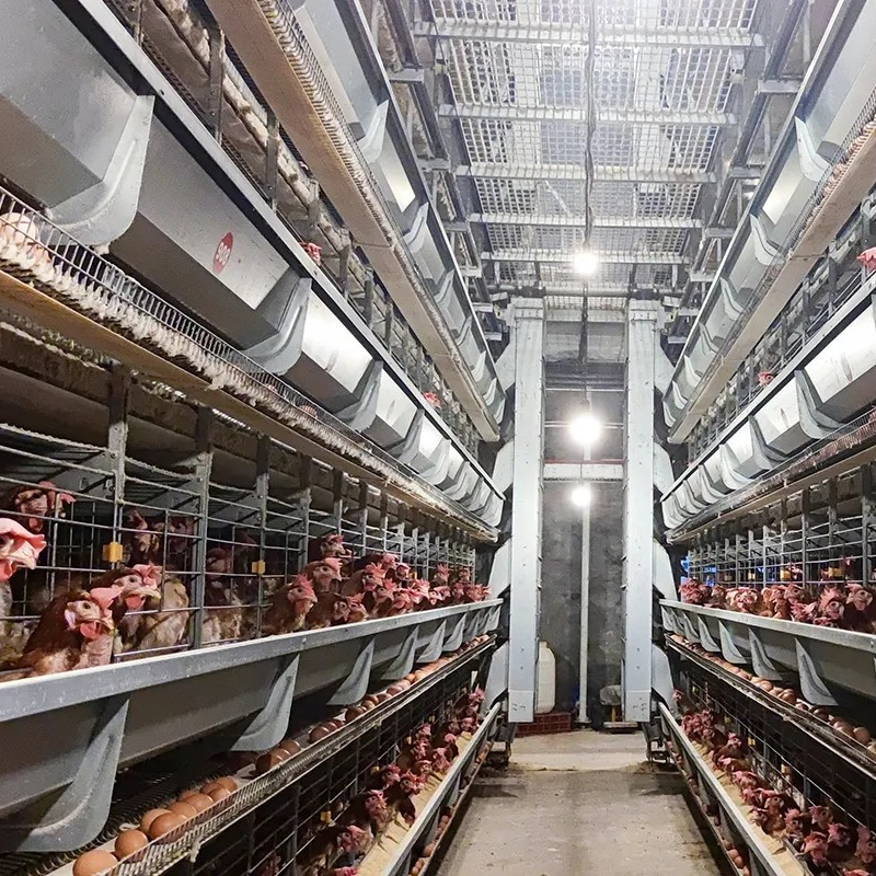 Hot-Dip Galvanized Steel Broiler Cage System with 50-Year Warranty and Automatic Feeding System for Poultry Farming