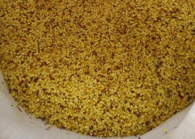 SHU5000-15000 Tianjin seco ou Yidu Hybrid Chilli Seeds para especiarias em pó
