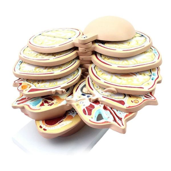 horizontal section of brain nerve function medical brain tomography 12-slice head anatomical model