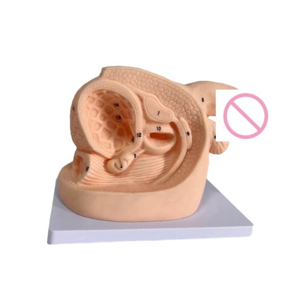 Economic Male Catheterization Training Model Human Life Size Anatomical Demonstration