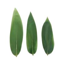 Le bambou emballé frais vert décoratif de sushi de plats part de 15-30cm