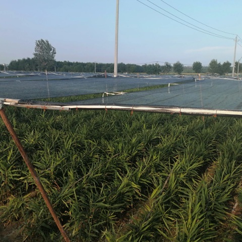 UV Protected Shade Net For Garden And Agricultural Sun Shade Cloth