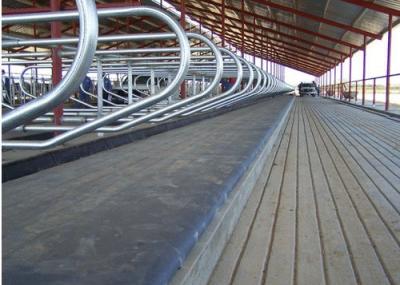 A máquina de ordenha dos caminhões de gado poupa a esteira de borracha para as vacas que colocam o espaço