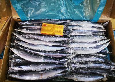 Alto - sauro pacífico fresco da proteína 70g 90g #3 para peixes da isca