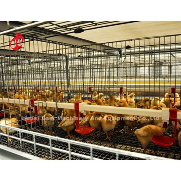Торговая бройлерная курица птица мясо батарейная клетка система Ada