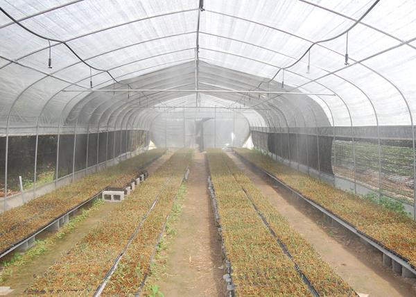 19.68' Climate Control Greenhouse PE Roof Height 6m With Ceiling Fan