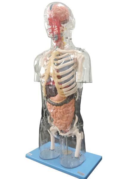 Human Anatomy Model Transparent Troso Advanced PVC education tool for training