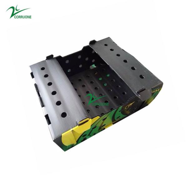 PP Corrugated Plastic Box for Vegetable and Fruit Box Corflute correx Corn broccoli  and Agriculture Packing box