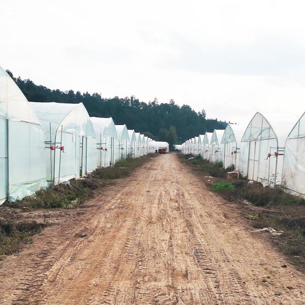 Single Layer Warm Plastic Film Greenhouse Malaysia Tomato Flower Greenhouse For Farming