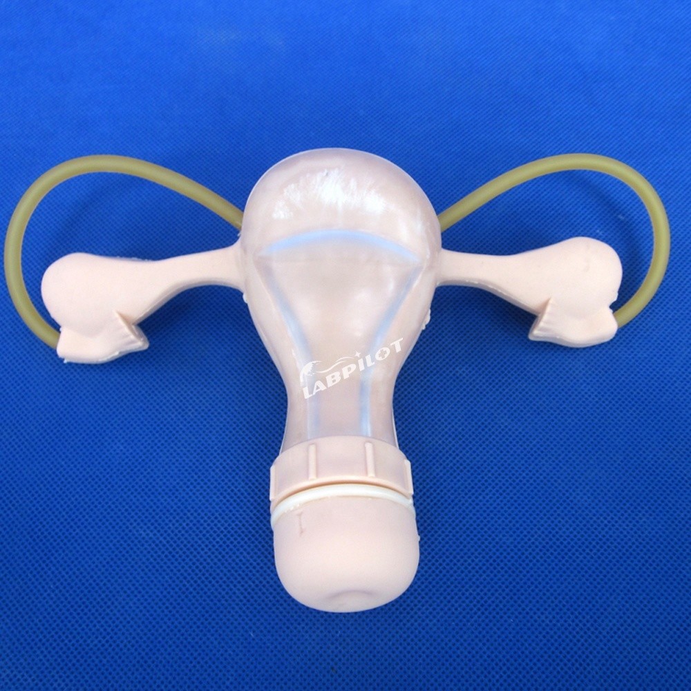 PVC Palpation Gynecological Examination Training Manikin with Contraception Function