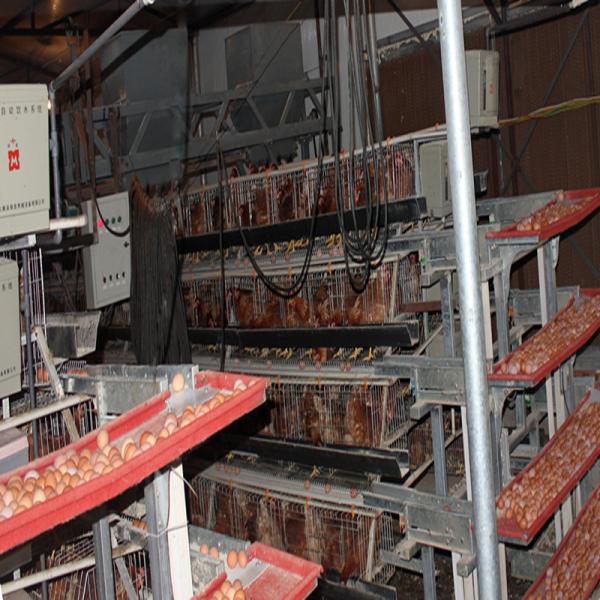 Cor Prateada Tipo A Bateria Camada Caixa de Frango Boa ventilação