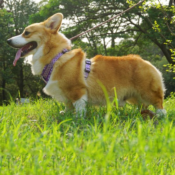 Veste de laisse pour chiens harnais pour animaux de compagnie bande réfléchissante fournitures de chaîne pour chiens avec logo personnalisé et design rembourrée