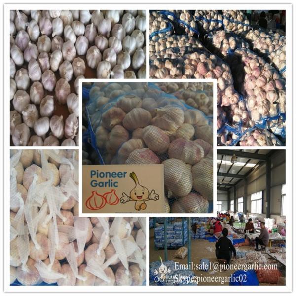 2018 new crop garlic on sale Fresh Garlics fresh white garlic/top quality
