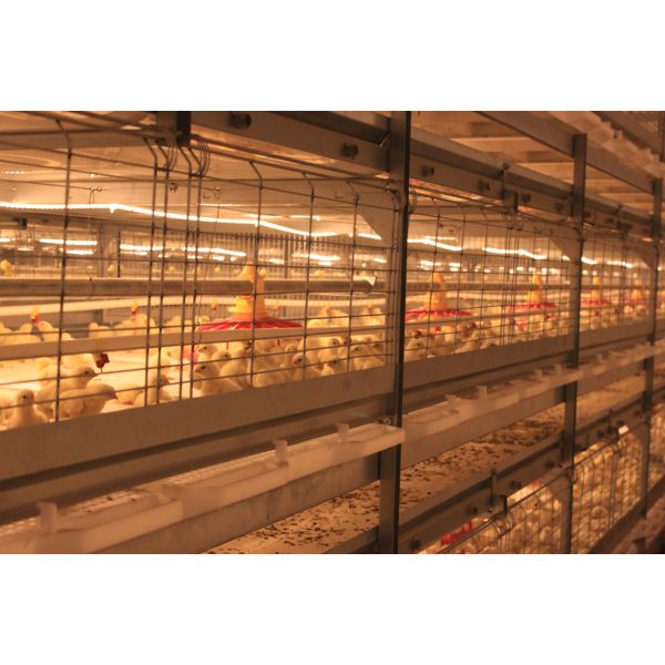 Антикоррозивный оцинкованный полный антоматический птицеводческий завод птицехранилище птицехранилище