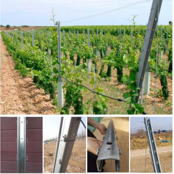 Galvanized Dragon Fruit Metal Post Vineyard Trellis Grape Stake for Orchard