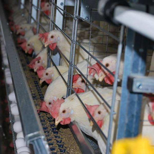 Galvanized Steel Poultry Farming Equipment with Automatic Operation and High Efficiency Auto Feeding System